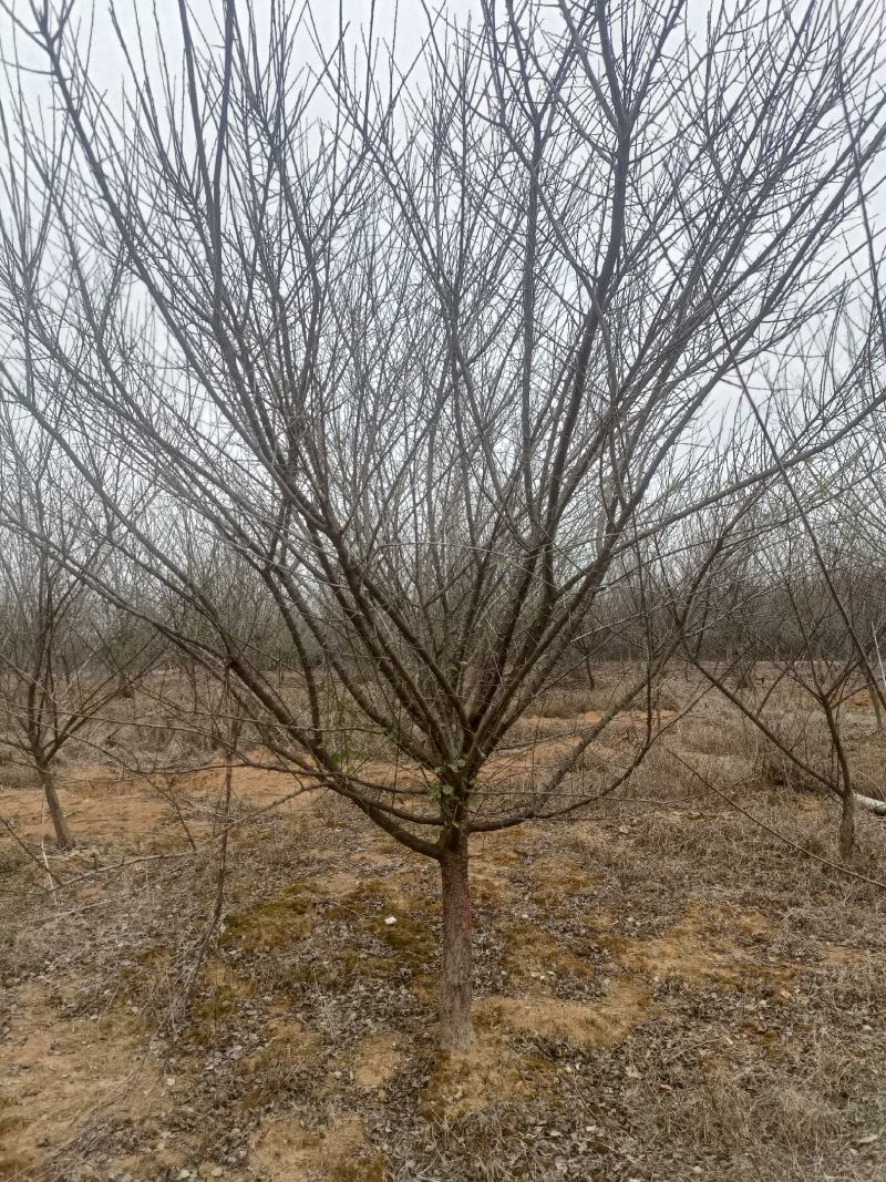 红梅骨里红树形优美杆直冠园