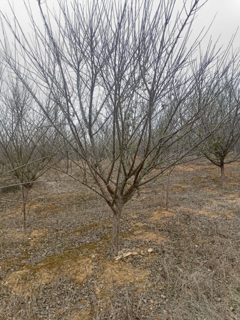 红梅骨里红树形优美杆直冠园
