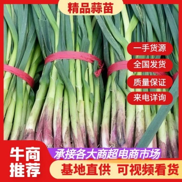 山东精选蒜苗红根蒜苗产地直发全国发货一手货源