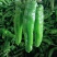 会龙青泡椒菜椒301