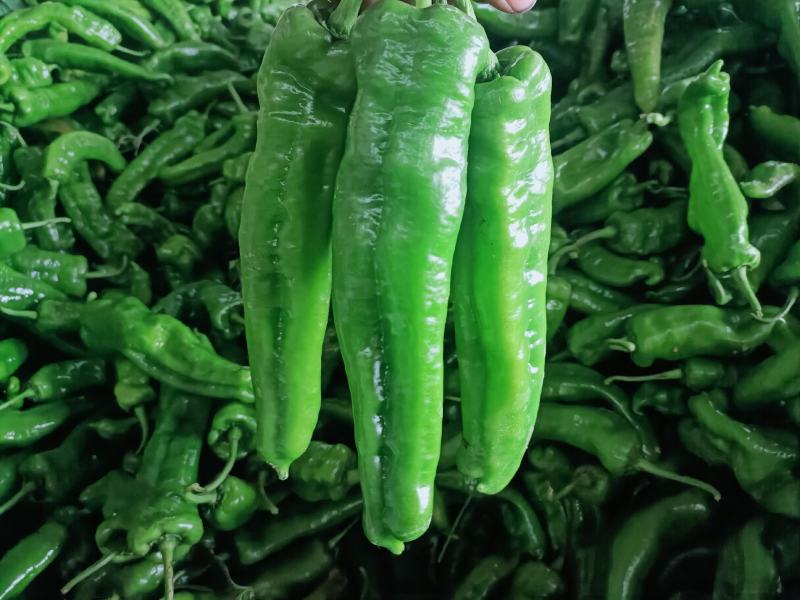 会龙青泡椒菜椒301