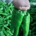 会龙青泡椒菜椒301