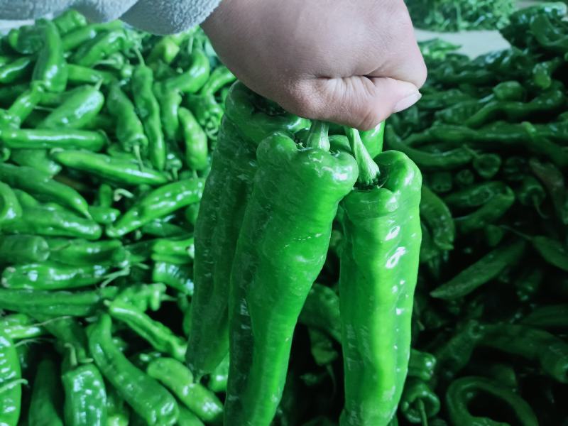 会龙青泡椒菜椒301