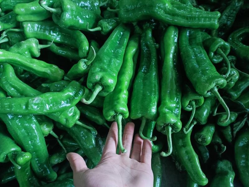 会龙青泡椒菜椒301