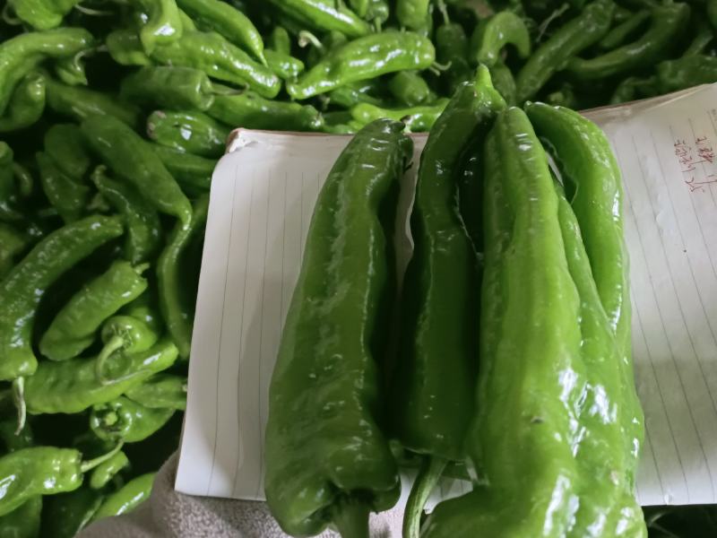 会龙青泡椒菜椒301