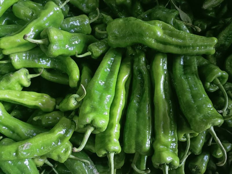 会龙青泡椒菜椒301