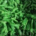 会龙青泡椒菜椒301