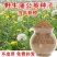 蒲公英种子野生食用药材纯新籽孑婆婆丁根茶四季易播盆栽野菜