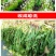 蒲公英种子野生食用药材纯新籽孑婆婆丁根茶四季易播盆栽野菜