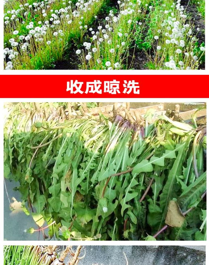 蒲公英种子野生食用药材纯新籽孑婆婆丁根茶四季易播盆栽野菜