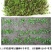 蒲公英种子野生食用药材纯新籽孑婆婆丁根茶四季易播盆栽野菜