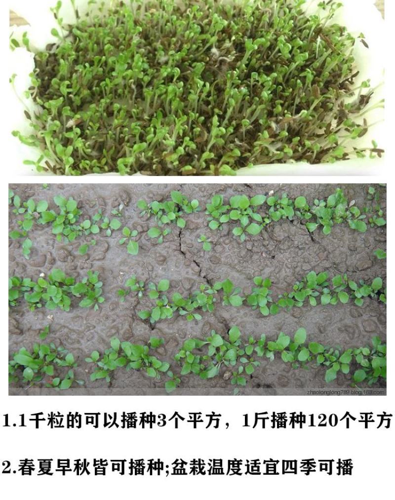 蒲公英种子野生食用药材纯新籽孑婆婆丁根茶四季易播盆栽野菜