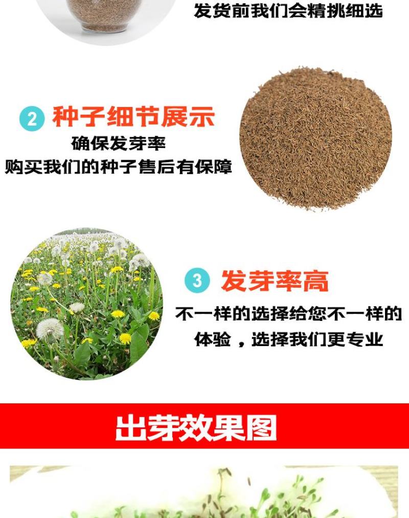 蒲公英种子野生食用药材纯新籽孑婆婆丁根茶四季易播盆栽野菜