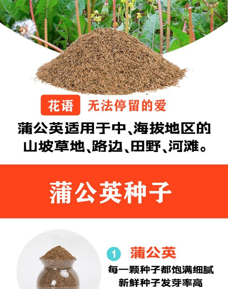 蒲公英种子野生食用药材纯新籽孑婆婆丁根茶四季易播盆栽野菜
