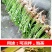 蒲公英种子野生食用药材纯新籽孑婆婆丁根茶四季易播盆栽野菜
