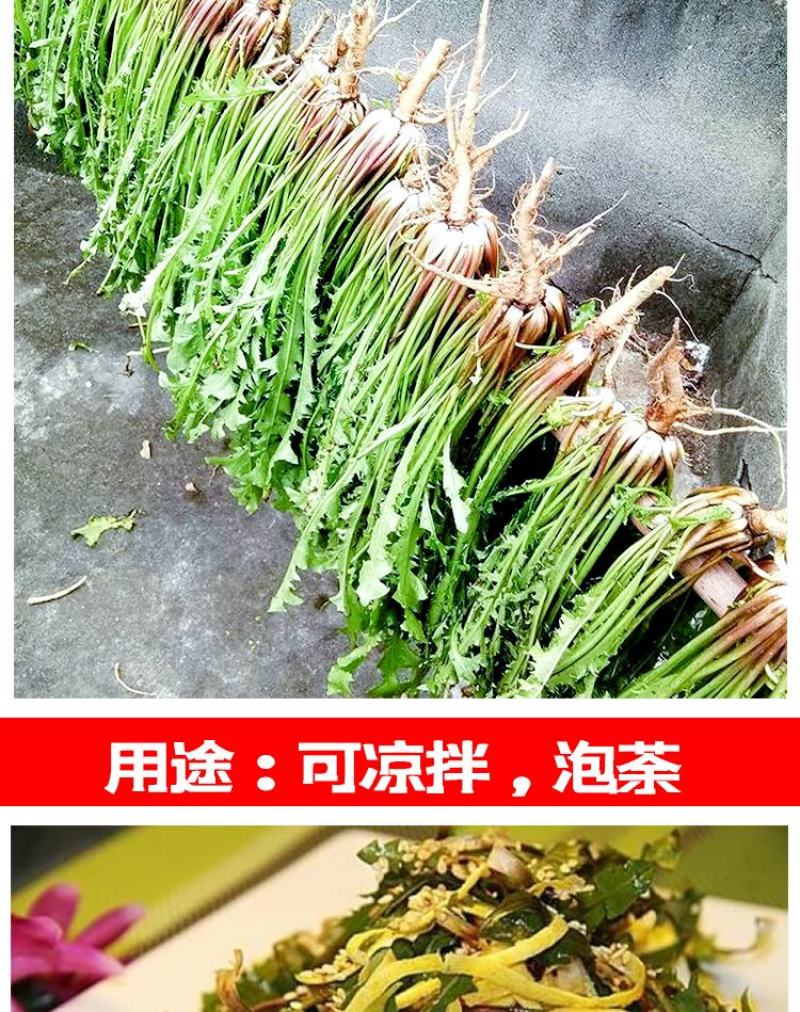 蒲公英种子野生食用药材纯新籽孑婆婆丁根茶四季易播盆栽野菜