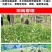 蒲公英种子野生食用药材纯新籽孑婆婆丁根茶四季易播盆栽野菜