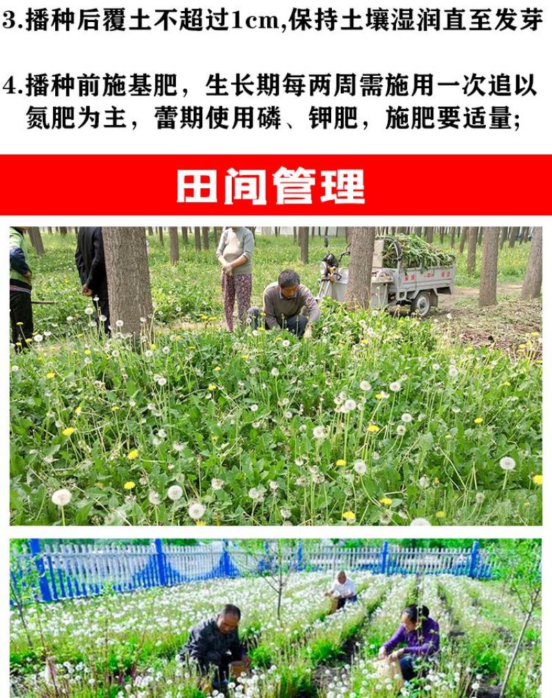 蒲公英种子野生食用药材纯新籽孑婆婆丁根茶四季易播盆栽野菜