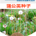 蒲公英种子野生食用药材纯新籽孑婆婆丁根茶四季易播盆栽野菜