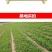 蒲公英种子野生食用药材纯新籽孑婆婆丁根茶四季易播盆栽野菜