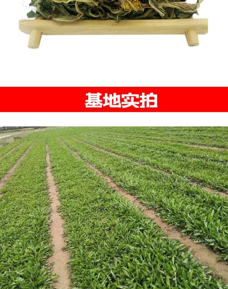 蒲公英种子野生食用药材纯新籽孑婆婆丁根茶四季易播盆栽野菜