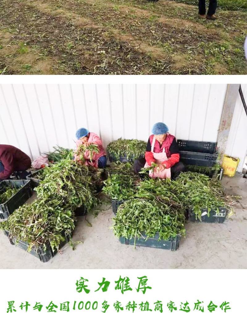 蒲公英种子野生食用药材纯新籽孑婆婆丁根茶四季易播盆栽野菜