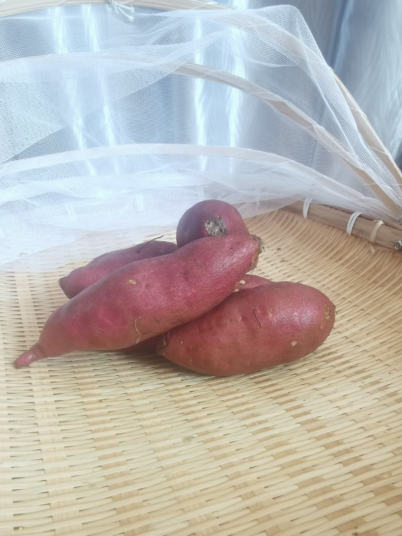 红薯，山芋，地瓜，正宗鸣门金时