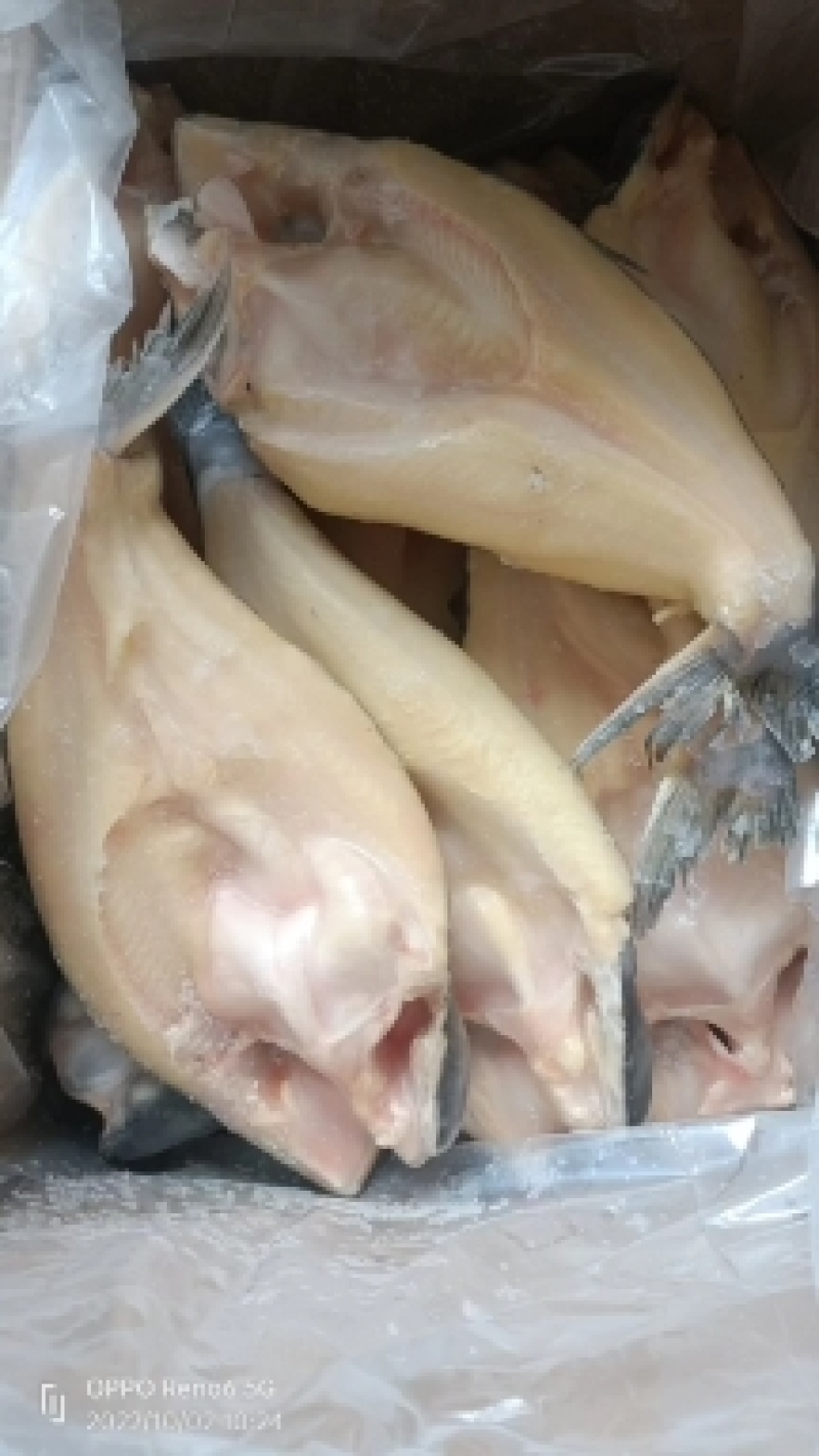 开背巴沙鱼