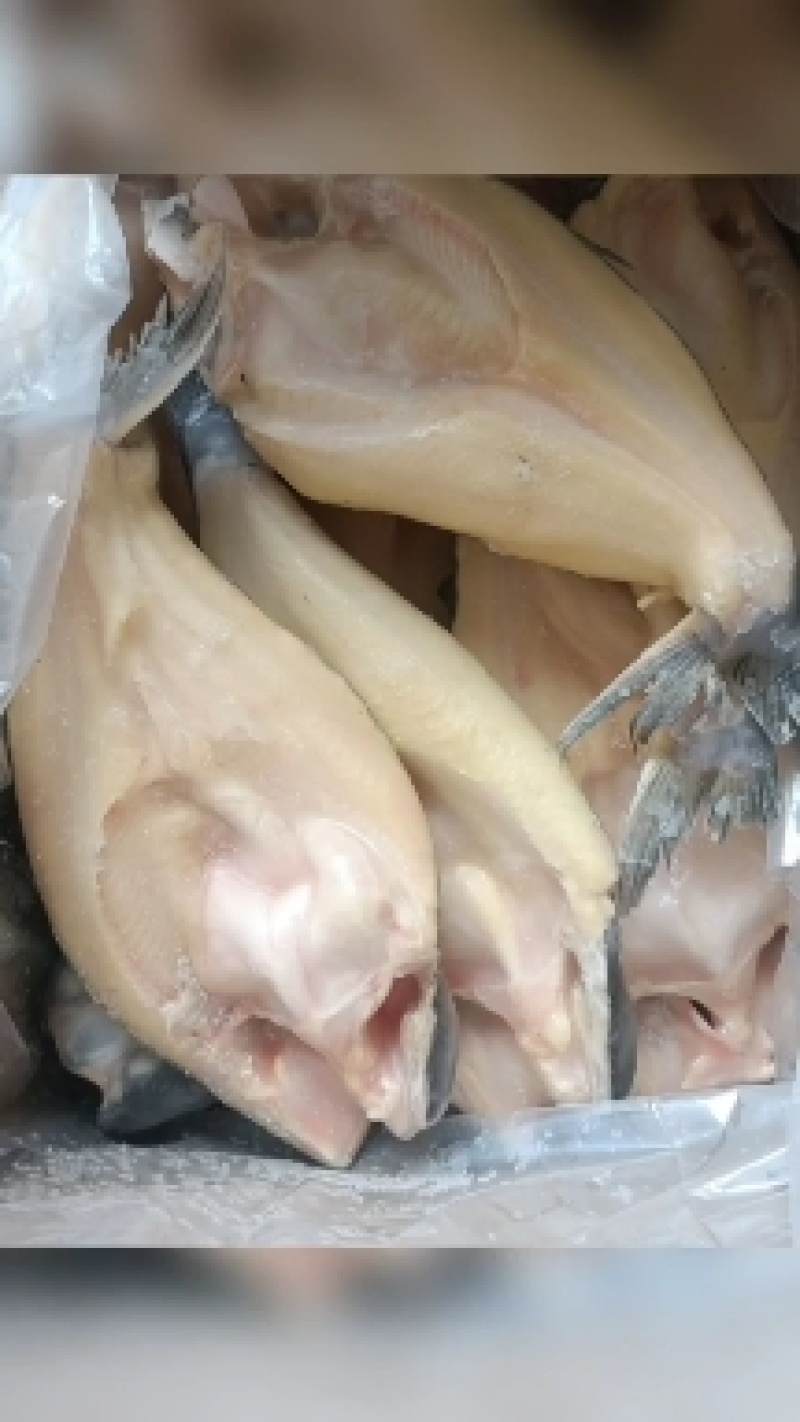 开背巴沙鱼