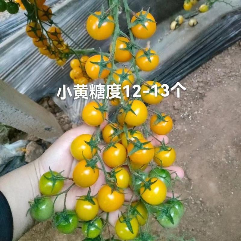 圣女果苗小番茄圣女果苗釜山88圣女果苗嫁接苗