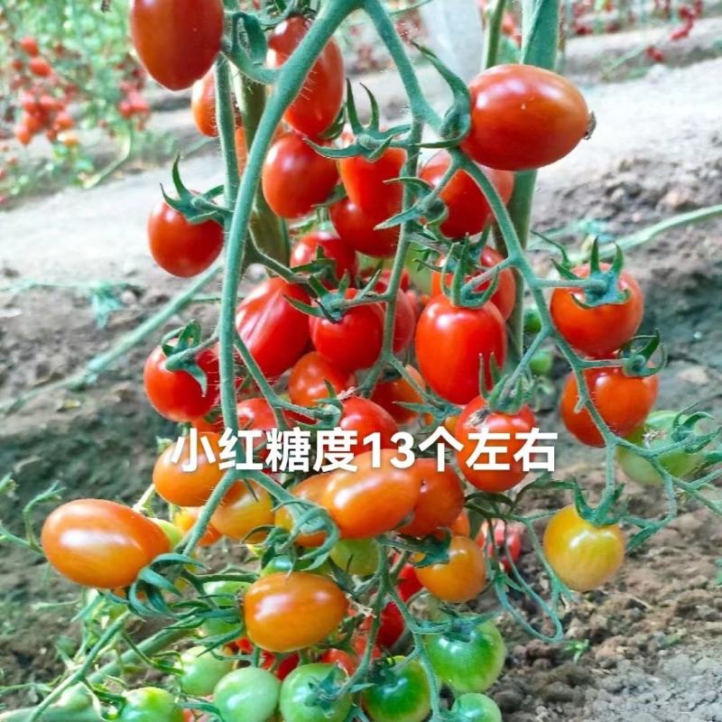圣女果苗小番茄圣女果苗釜山88圣女果苗嫁接苗
