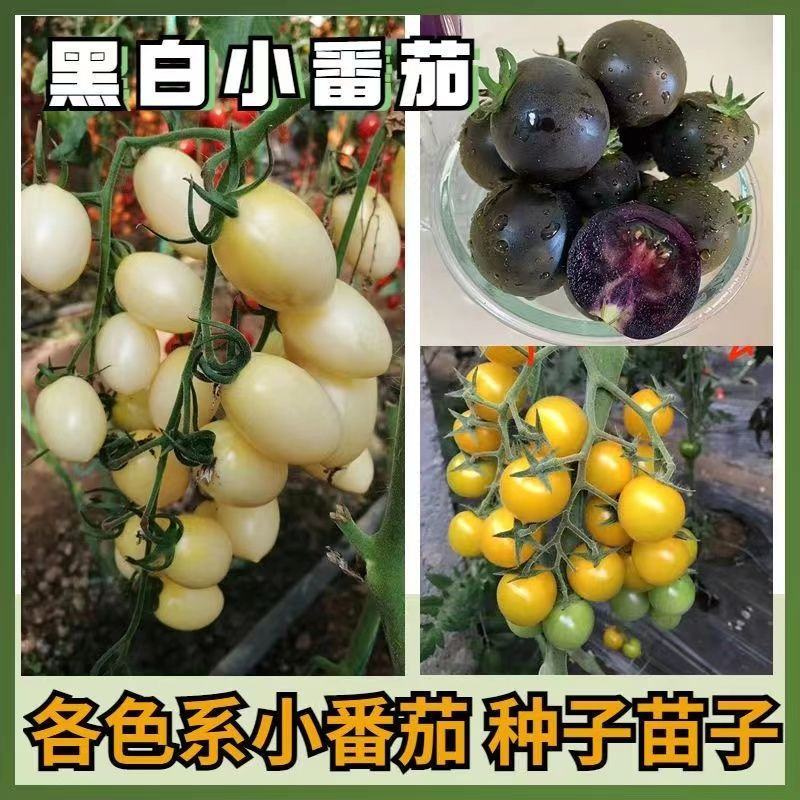 圣女果苗小番茄圣女果苗釜山88圣女果苗嫁接苗