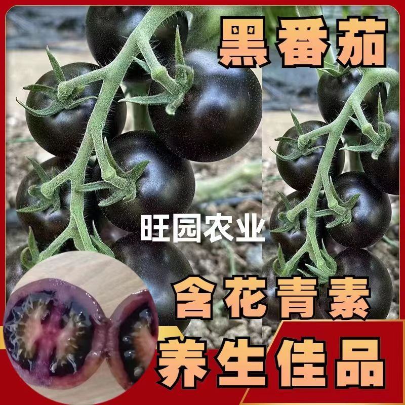 圣女果苗小番茄圣女果苗釜山88圣女果苗嫁接苗