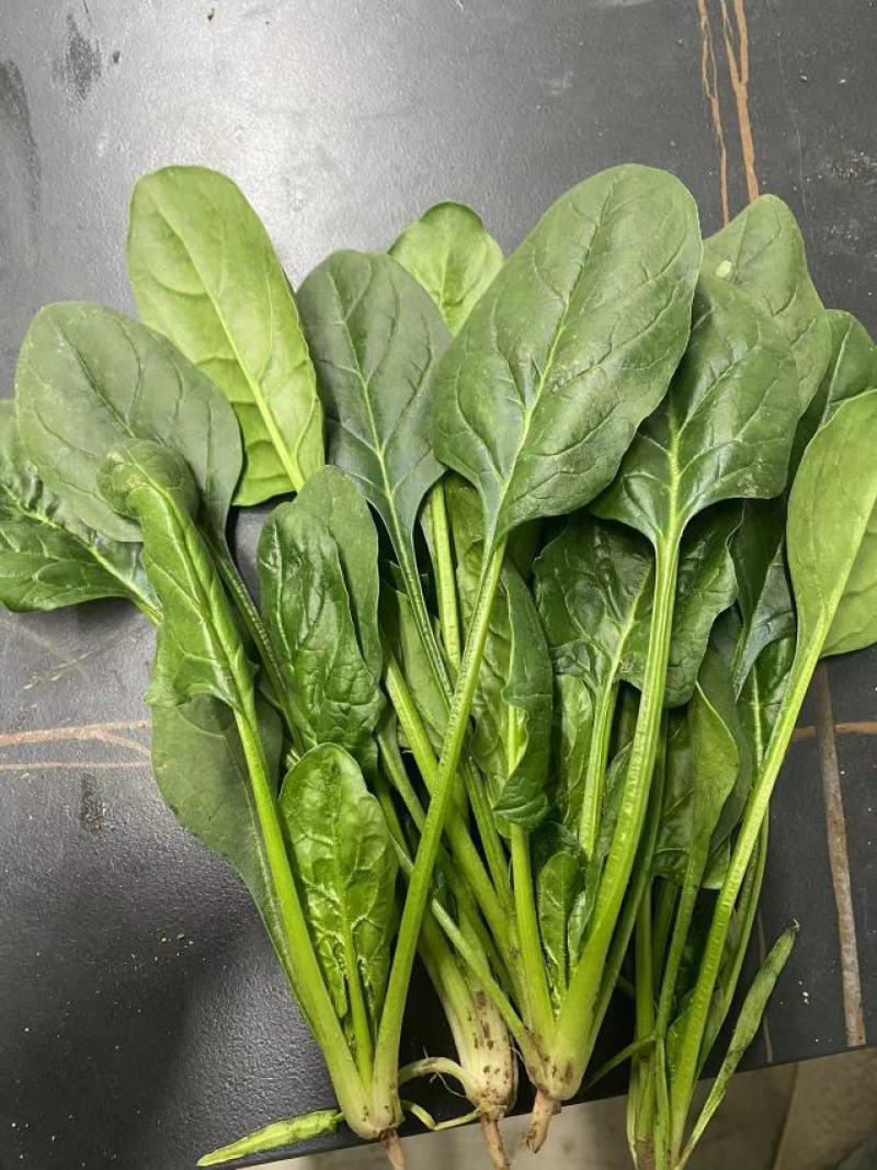 100亩菠菜。需要老板联系。质优价廉