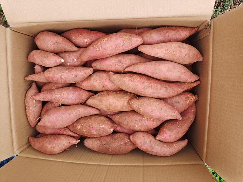 【推荐】西瓜红红薯基地大量有货欢迎老板随时联系。