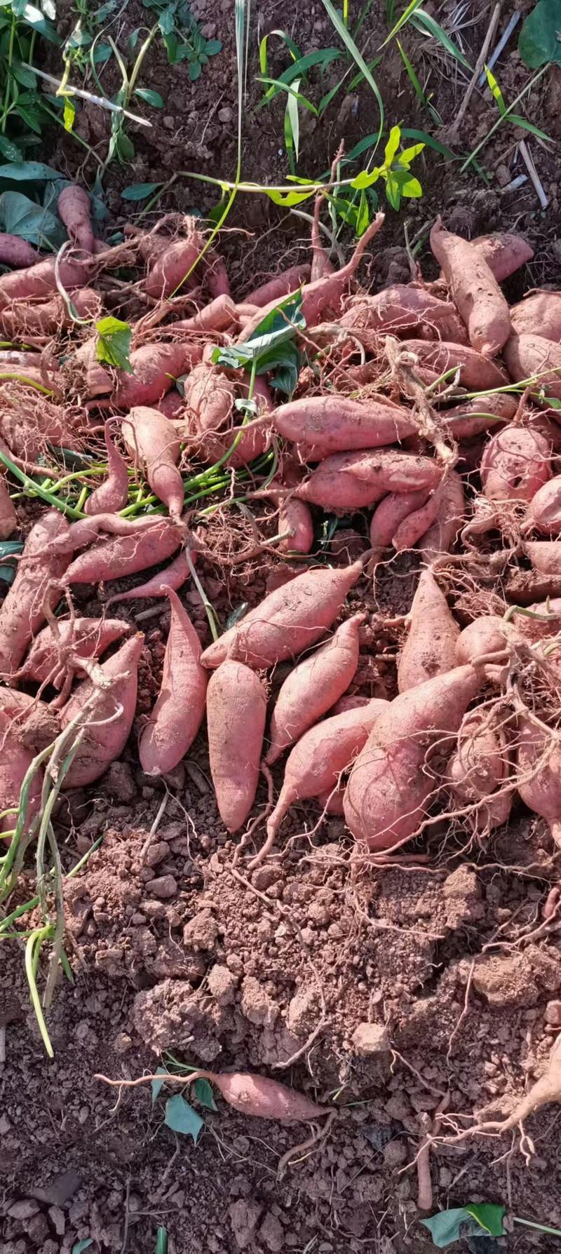 【推荐】西瓜红红薯基地大量有货欢迎老板随时联系。