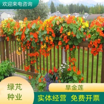 旱金莲种子垂吊爬藤花卉种籽室内阳台盆栽春四季播种开花