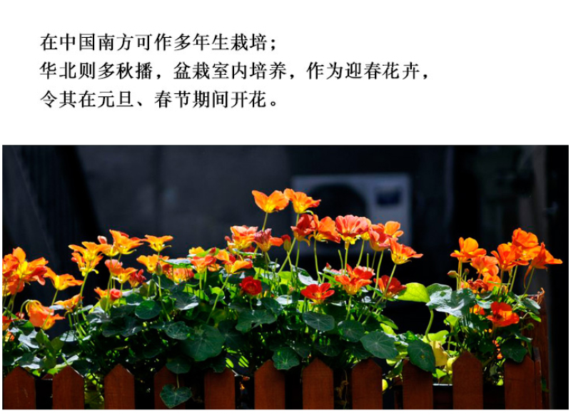 旱金莲种子垂吊爬藤花卉种籽室内阳台盆栽春四季播种开花