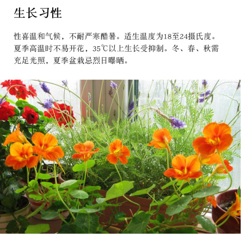 旱金莲种子垂吊爬藤花卉种籽室内阳台盆栽春四季播种开花