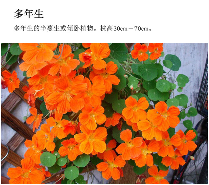 旱金莲种子垂吊爬藤花卉种籽室内阳台盆栽春四季播种开花