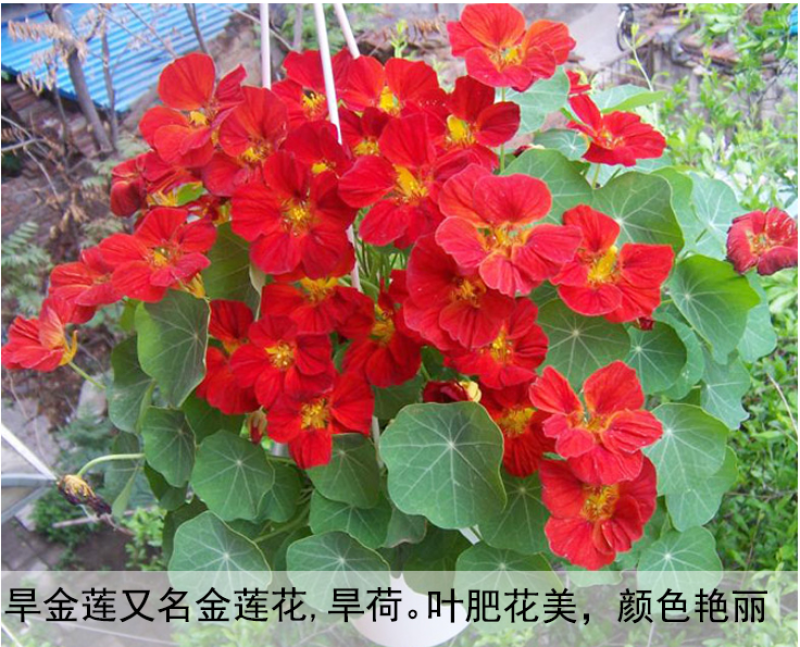 旱金莲种子垂吊爬藤花卉种籽室内阳台盆栽春四季播种开花