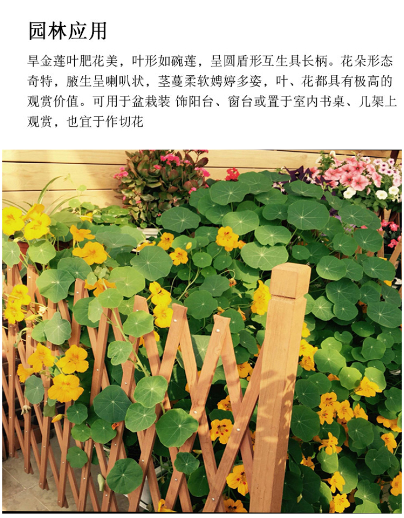 旱金莲种子垂吊爬藤花卉种籽室内阳台盆栽春四季播种开花