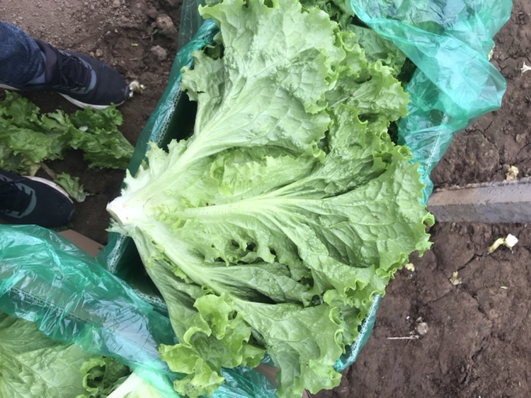 焯水后的散叶生菜在冷水中浸泡