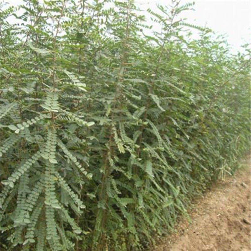 二年大刺皂角苗嫁接新品无刺皂角树苗大田绿化经济绿化行道树