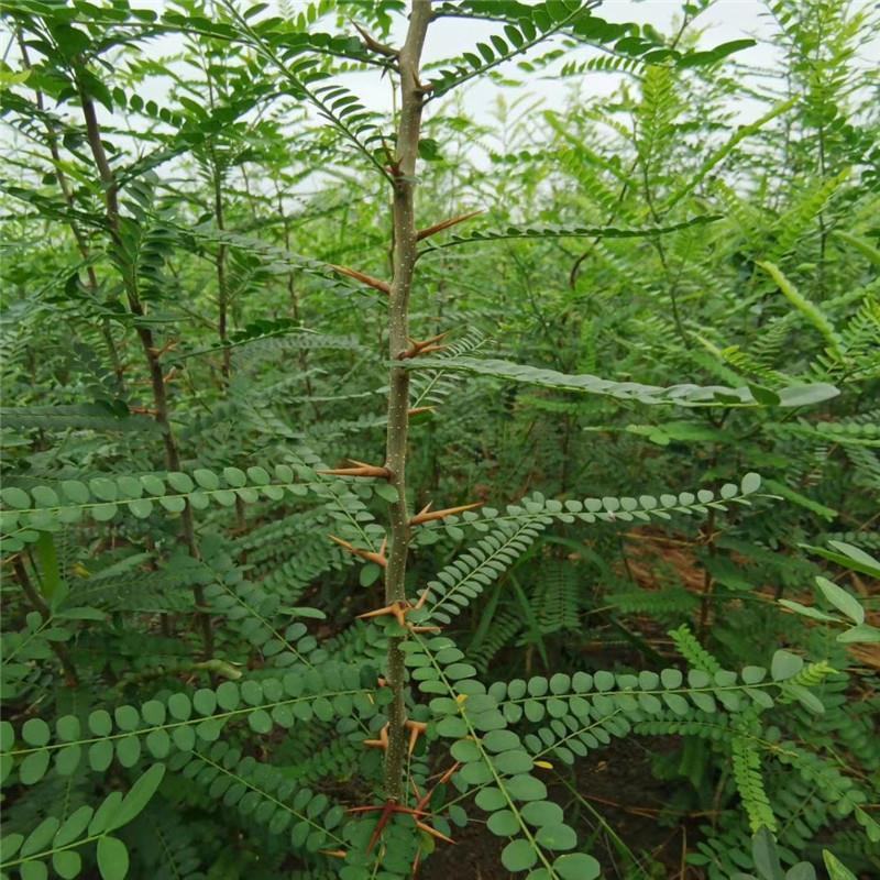 二年大刺皂角苗嫁接新品无刺皂角树苗大田绿化经济绿化行道树