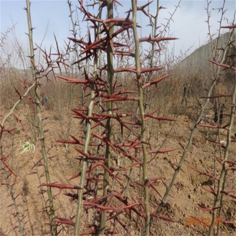 二年大刺皂角苗嫁接新品无刺皂角树苗大田绿化经济绿化行道树
