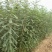 二年大刺皂角苗嫁接新品无刺皂角树苗大田绿化经济绿化行道树