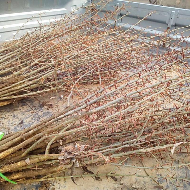 二年大刺皂角苗嫁接新品无刺皂角树苗大田绿化经济绿化行道树
