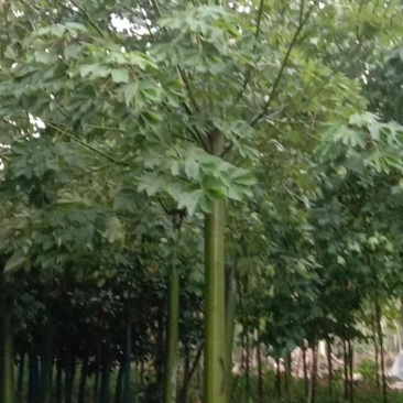 青桐，自己家的苗圃园，期待和需要的老板合作！