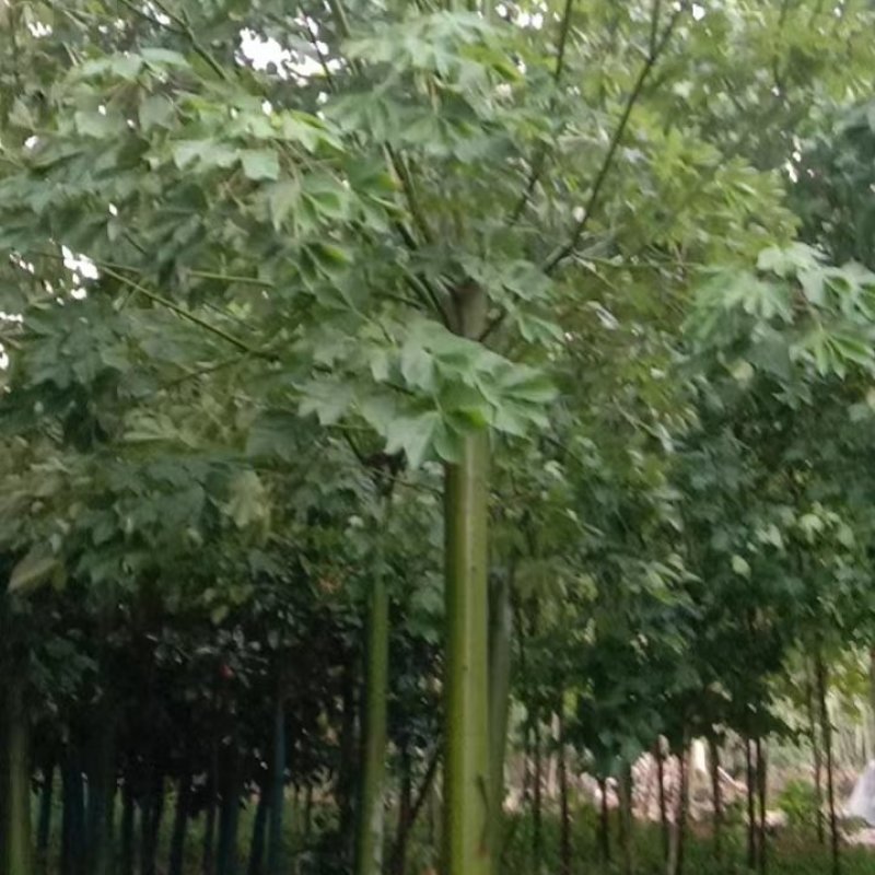 青桐，自己家的苗圃园，期待和需要的老板合作！